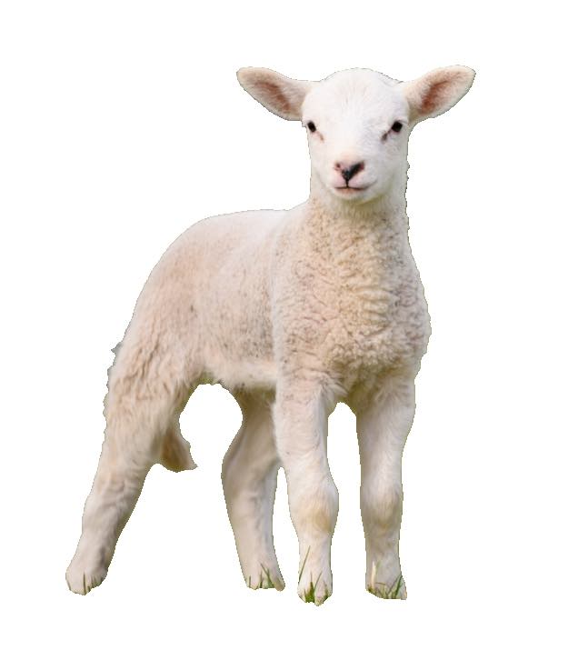 Jehněčí maso BARF