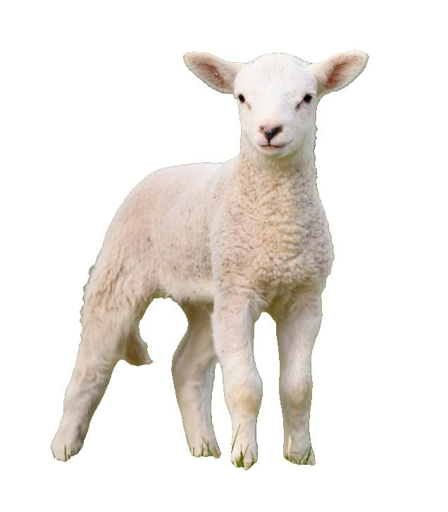 Jehněčí maso BARF