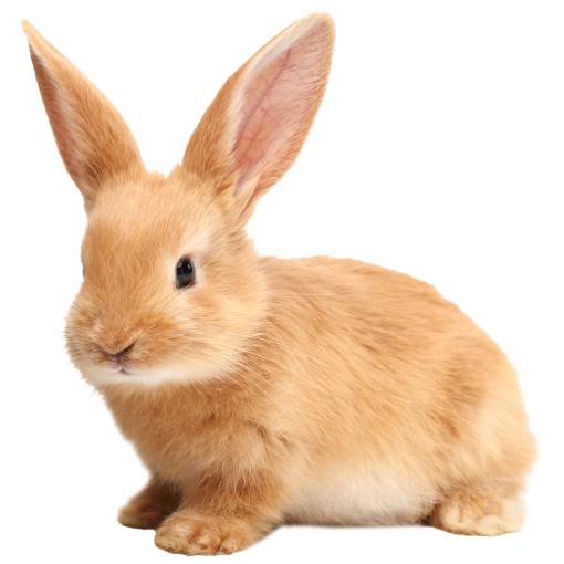 Králičí maso BARF